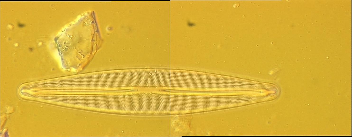 Frustulia amphipleuroides, (Grunow) Cleve-Euler, 1934 | Sandre 